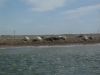 Common or Grey Seals on Blakeney Point