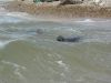 Common or Grey Seals on Blakeney Point