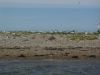 Turns and Gulls on Blakeney Point