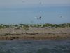 Turns and Gulls on Blakeney Point